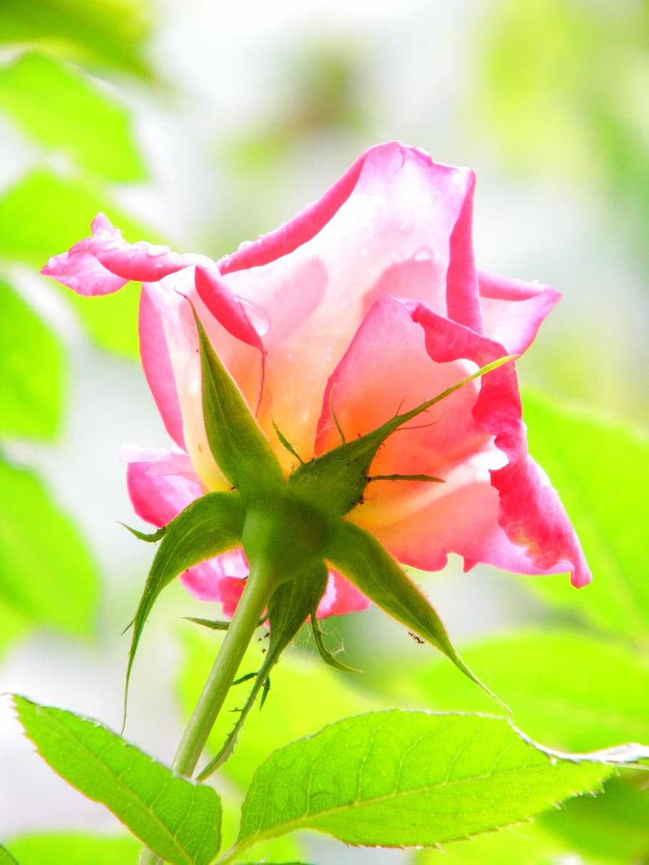 rose, drops, light, flower, flowering plant, beauty in nature HD wallpaper