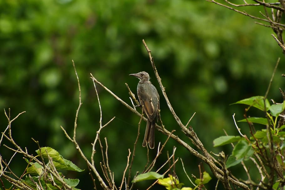 animal, forest, wood, little bird, brown-eared bulbul, young bird, HD wallpaper