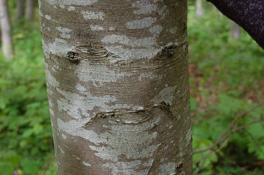 tree, strange, nature, face, trunk, tree trunk, plant, focus on foreground HD wallpaper