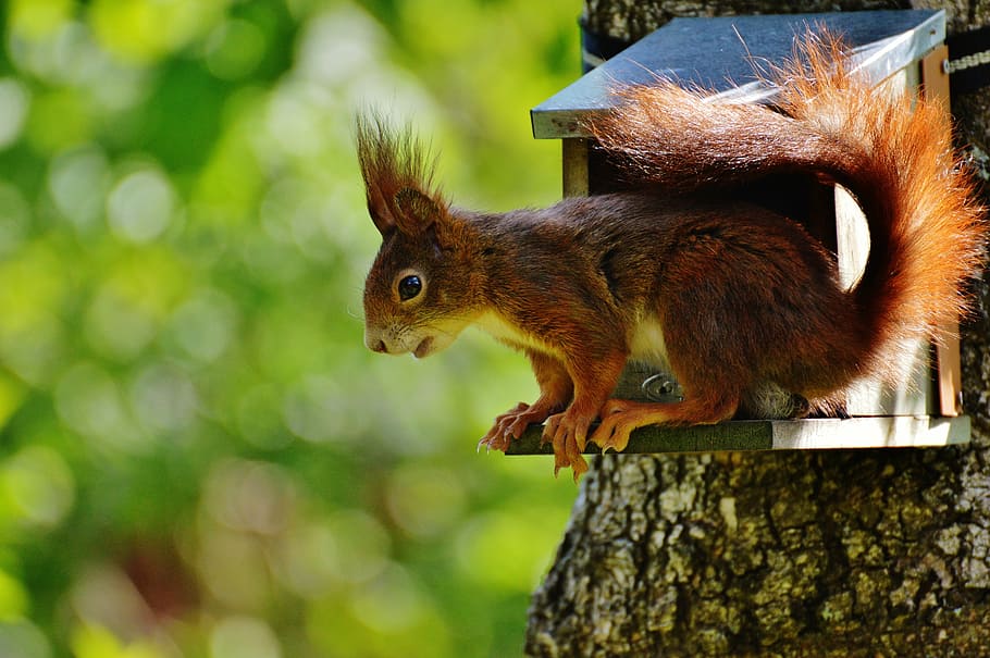 photo of squirrel on top of birdhouse, nager, cute, nature HD wallpaper