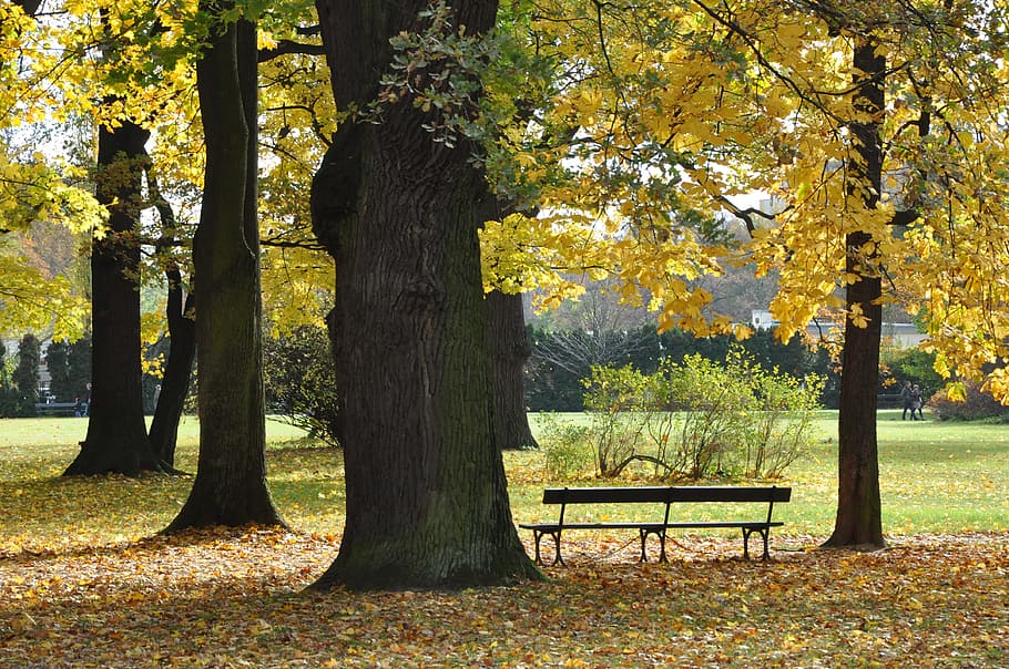 park, autumn, tree, leaf, yellow, spacer, bench, plant, tree trunk HD wallpaper