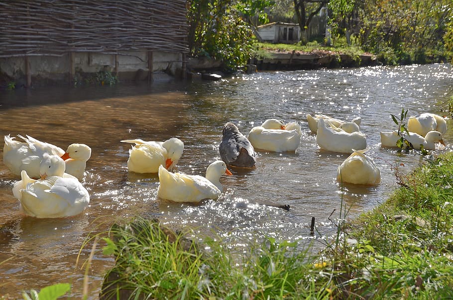 ducks, river, animals, bird, nature, pond, water, lake, outdoors HD wallpaper