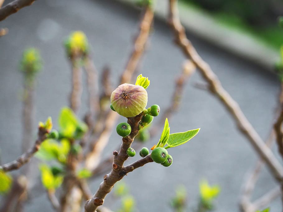 fig, fruit, plant, park, brown, spring, growth, close-up, focus on foreground HD wallpaper
