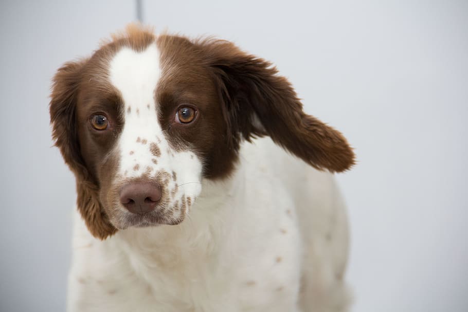 short-coated tan and white puppy on focus photo, Dog, Springer, Spaniel HD wallpaper