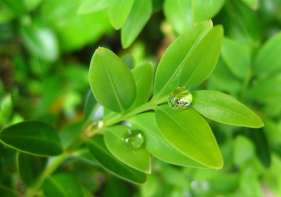 raindrop, buxbaum, leaflets, ball, nature, rainy weather, buxbaum drove, HD wallpaper