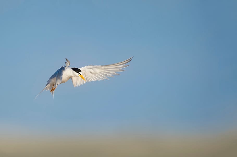 bird, flying, animal, blue, animal themes, animal wildlife HD wallpaper