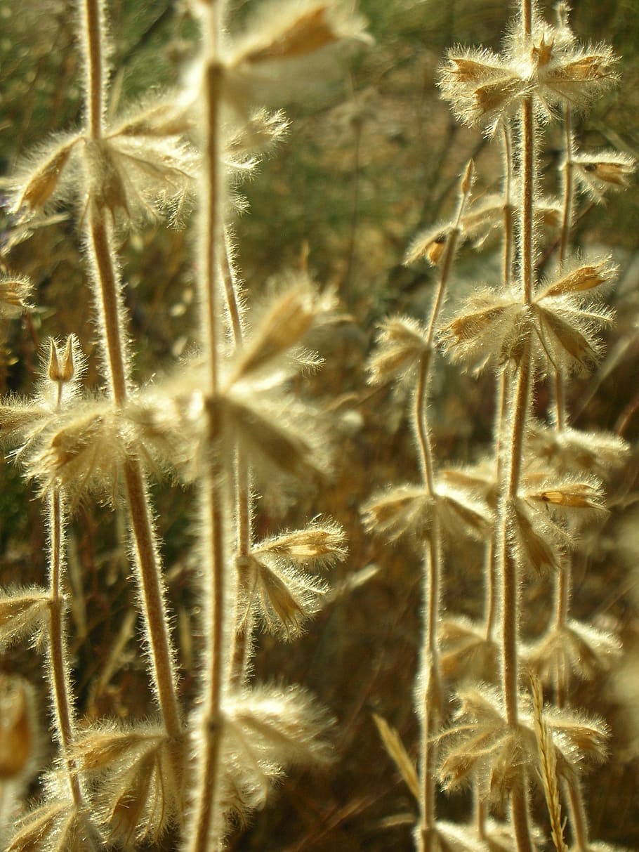 Abstract, Light, Dry, Plant, nature, close-up, macro, no People HD wallpaper