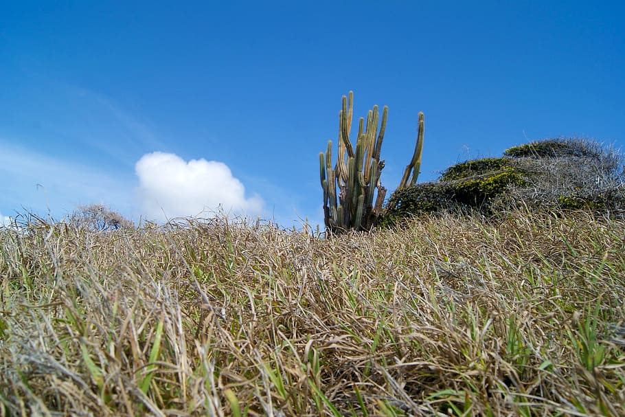 cactus, landscape, caribbean, nature, blue, plant, sky, outdoors HD wallpaper