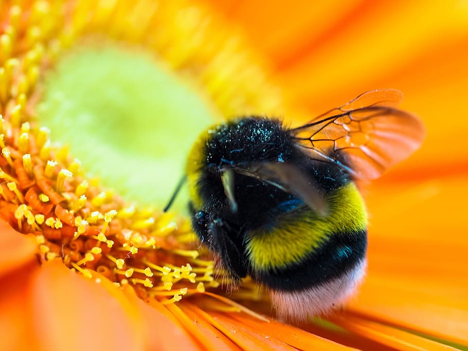 selective focus photography of bee, hummel, blossom, bloom HD wallpaper