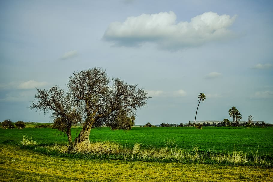 landscape, tree, grass, field, nature, agriculture, winter HD wallpaper