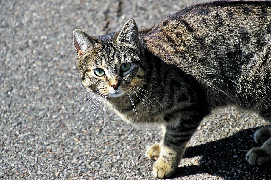 silver cat on concrete slab, animals, charming, mammals, pets HD wallpaper