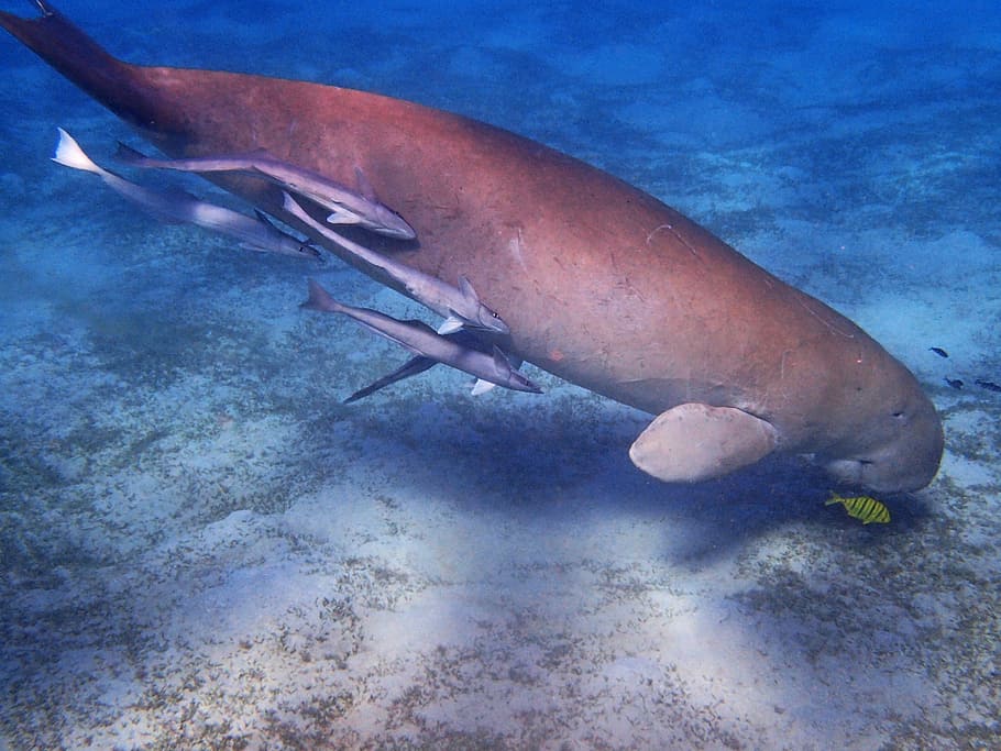 Manatee, Dugong, Underwater World, snorkeling, red sea, meeresbewohner, HD wallpaper