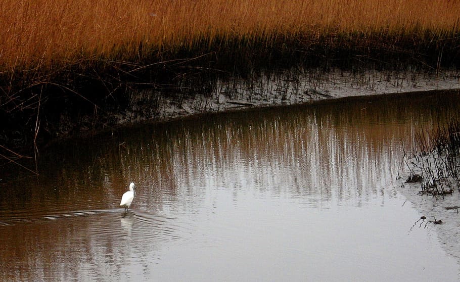 marsh, pond, bird, egret, swamp, mud, wetland, grass, wildlife HD wallpaper