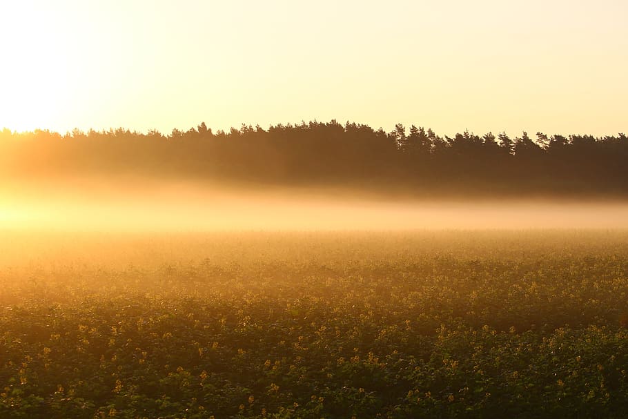 light, dawn, landscape, nature, backlit, daylight, dusk, evening HD wallpaper