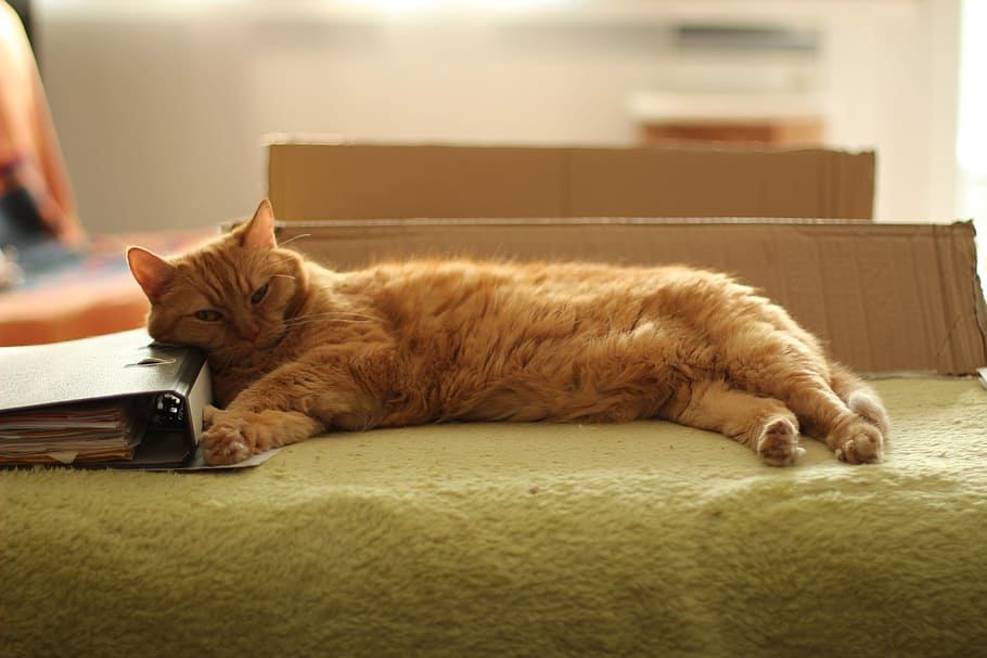 Sofa, Red Cat, Fur, Pet, sleeping, lying down, domestic cat HD wallpaper