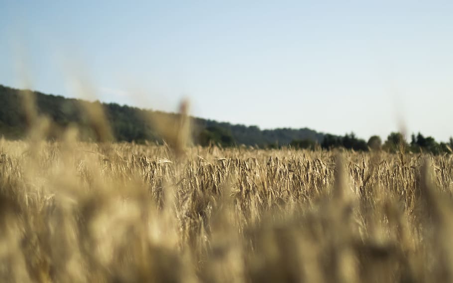 brown grass field at daytime, foreground photography of grass and mountains HD wallpaper