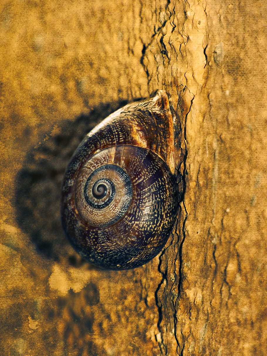 snail, spiral, wall, shell, animal wildlife, animal themes HD wallpaper