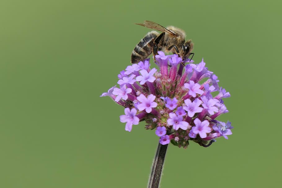 wasp perched on pink flowers, bee, close, macro, insect, purple flower HD wallpaper