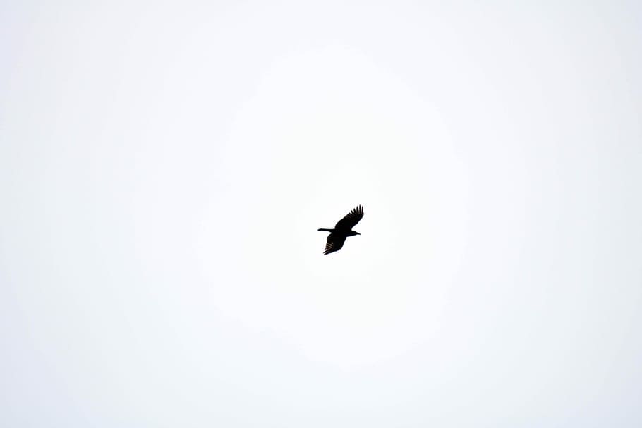 flying bird, sky, black, capture, animal themes, vertebrate HD wallpaper