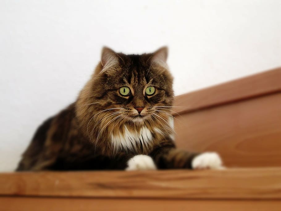 long-coated brown cat lying on brown staircase, cat face, head HD wallpaper