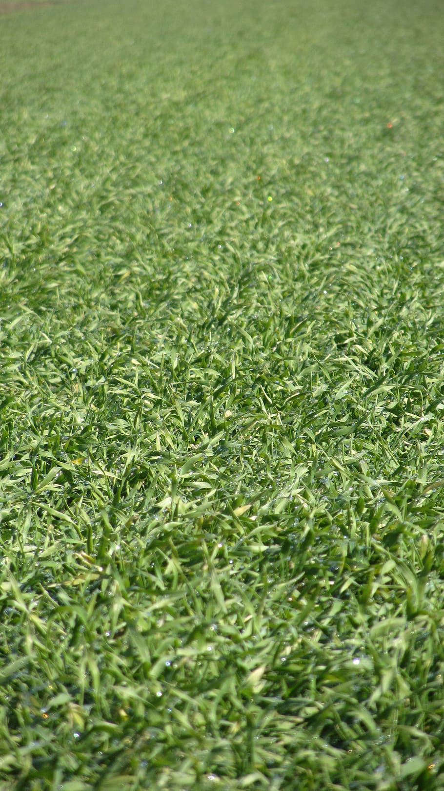 grass, green, field, spring, land, season, growth, outdoors HD wallpaper