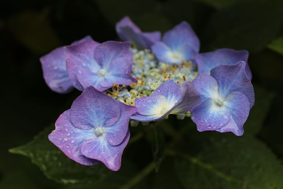 flowers, hydrangea, purple, blue, garden, flowering plant, petal HD wallpaper