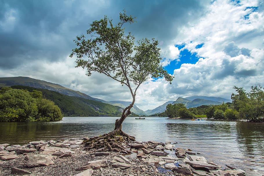 tree in the middle of body of water photo, lake, nature, snowdonia, HD wallpaper