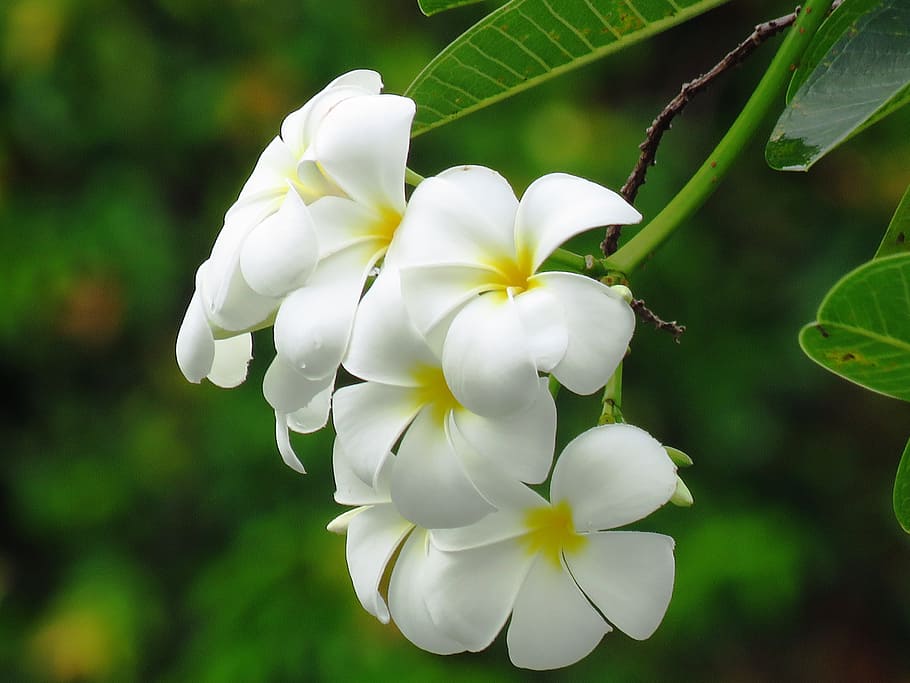shallow focus photography of white orchids, flowers, beautiful HD wallpaper