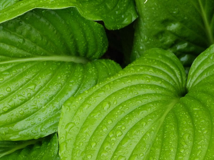 leaf, rain, drops, drops plant leaves, water, natural, botanical HD wallpaper