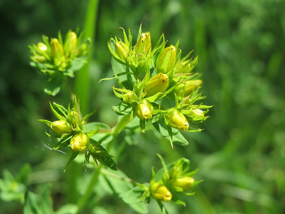 Hypericum Perforatum, perforate st john's-wort, common saint john's wort, HD wallpaper