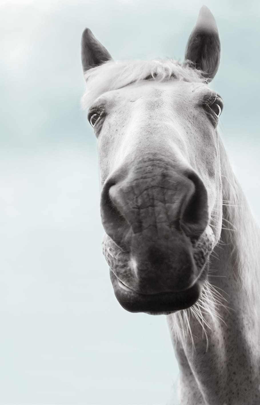 grayscale photo of horse, overcast, from the bottom, one animal HD wallpaper