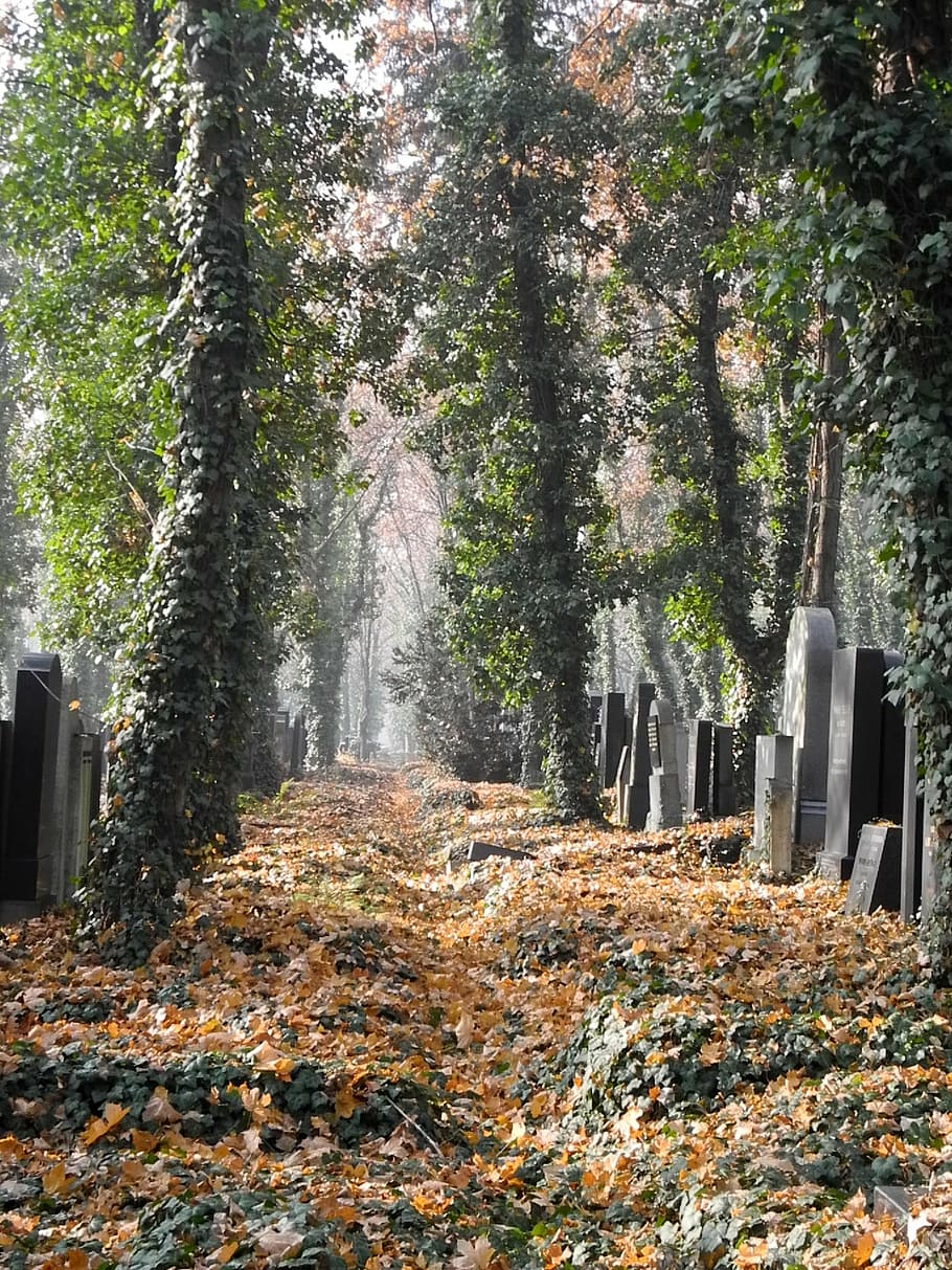 cemetery, grave, tomb, grave stones, god's acre, last calm