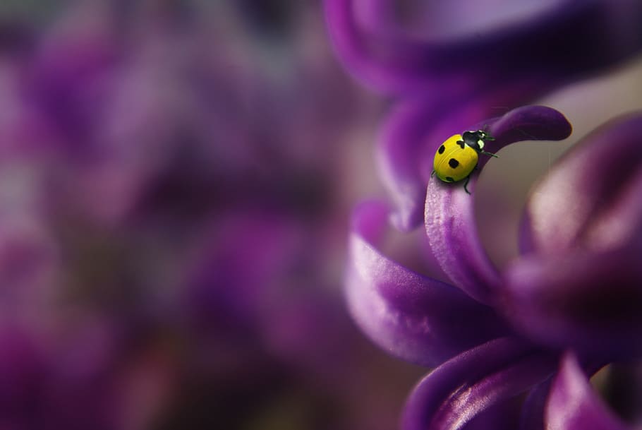 10-spotted bug on purple petaled leaf, ladybug, insect, beetle HD wallpaper