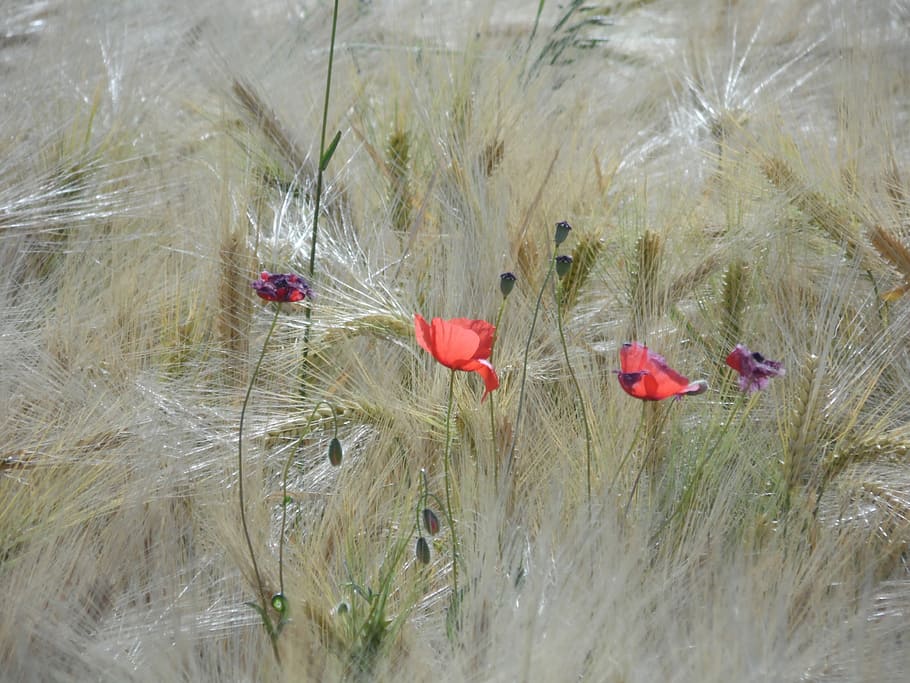 Wheat, Fields, Poppy, Cornfield, Cereals, agriculture, red HD wallpaper