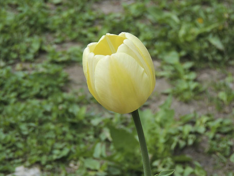 tulip, white, grass, meadow, cup, flower, blossom, bloom, nature HD wallpaper