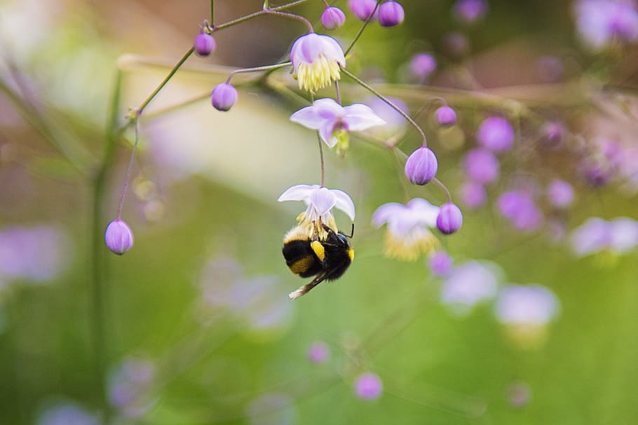 Close-up Photography of Honeybee, bloom, blooming, blossom, blur HD wallpaper