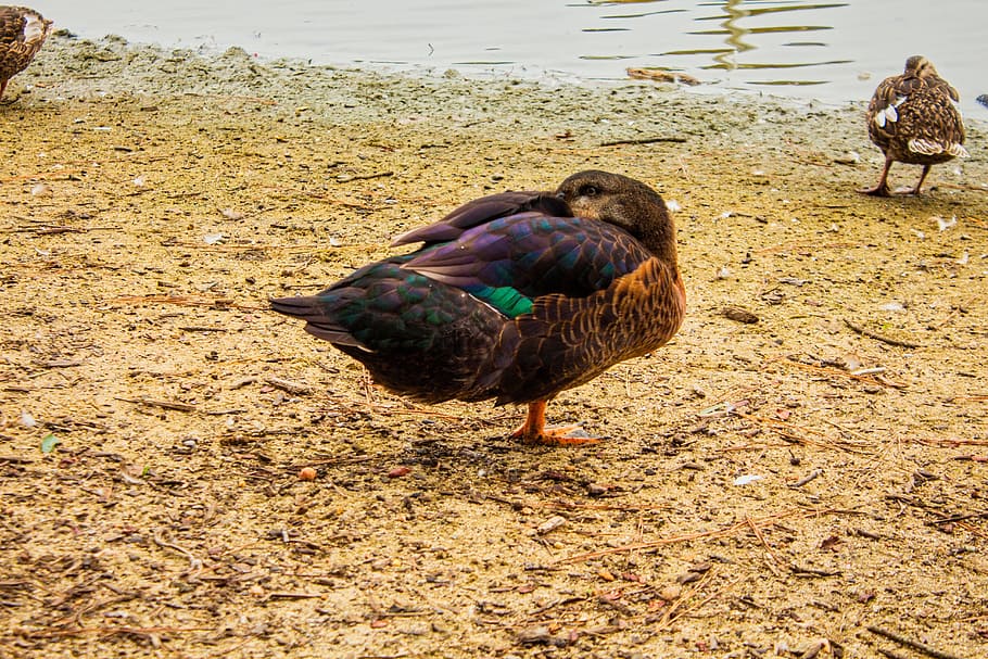 duck, lake, sleeping, bird, vertebrate, animal, animal themes HD wallpaper
