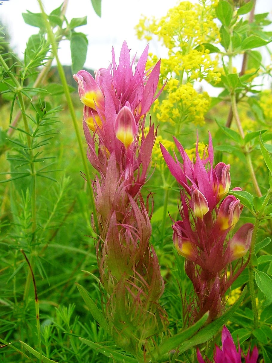meadow, forest, nature, m csomolya, flower, zemplén-hg, plant HD wallpaper