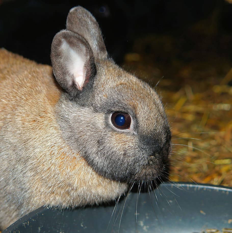 Hare, Rabbit, Portrait, Eat, hasenkopf, curious, anxious, furry HD wallpaper
