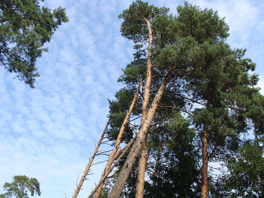 nature, forest, green, tree, beauty, plant, low angle view HD wallpaper