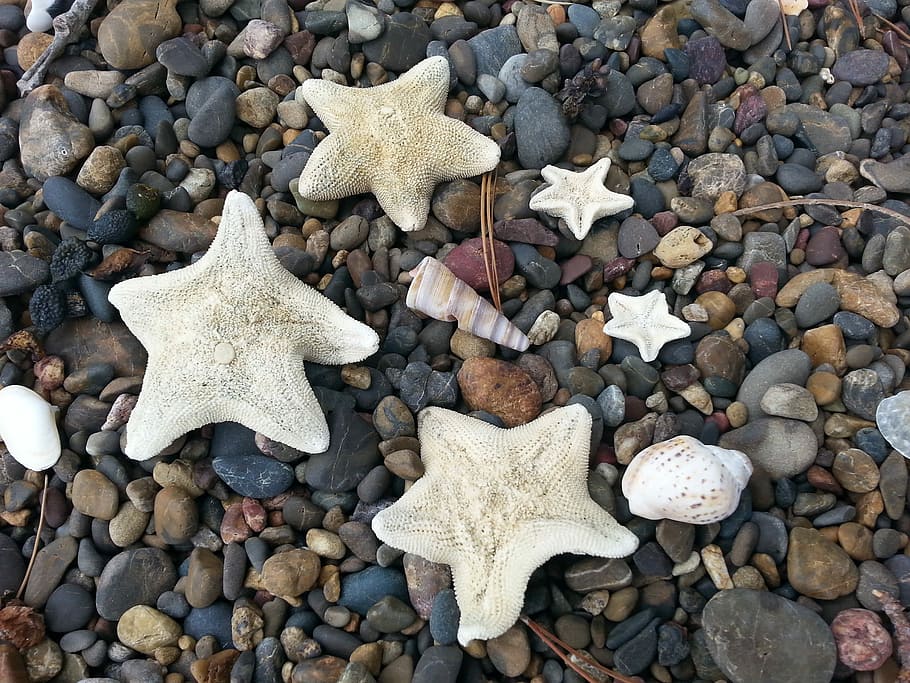 Starfish, Beach, Seashore, Coast, Nature, shell, summer beach, HD wallpaper