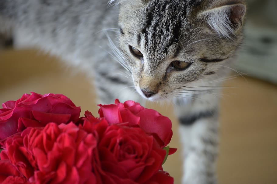 tiger, pet, animals, squint, roses, cat, valentine's day, flower HD wallpaper