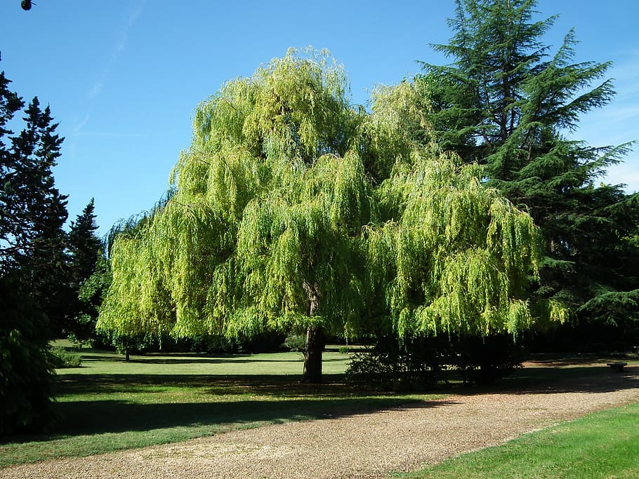 tree, summer, sky blue, sunny, plant, growth, sunlight, green color HD wallpaper