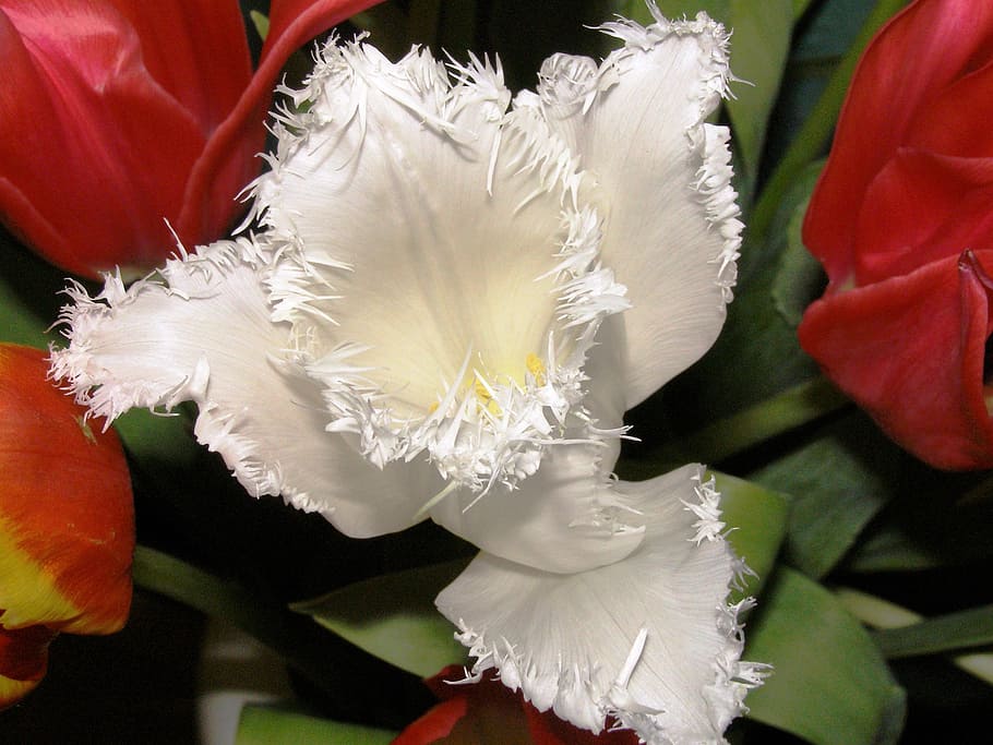 tulip, close, white blossom, nature, fransen, garden, frans tulip, HD wallpaper