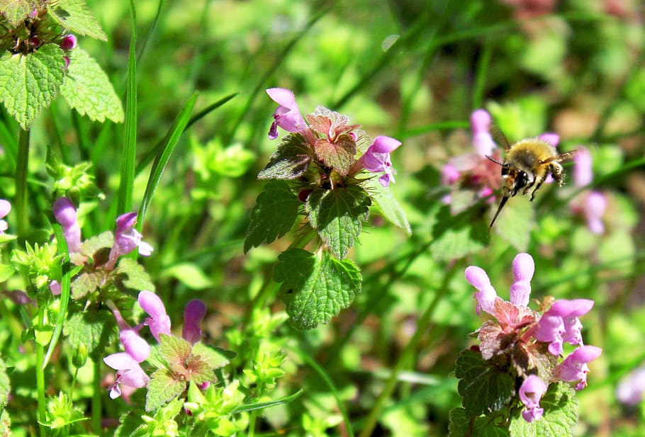 Bee, Insect, Flower, Fly, bees, about, honey, hummel, plant HD wallpaper