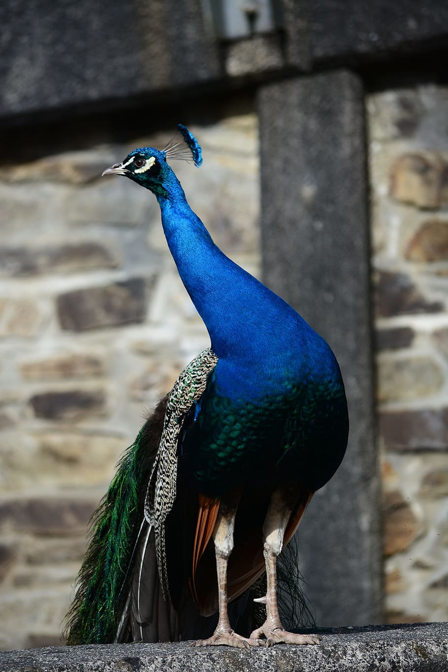 peacock, bird, stand, animal themes, vertebrate, one animal, HD wallpaper