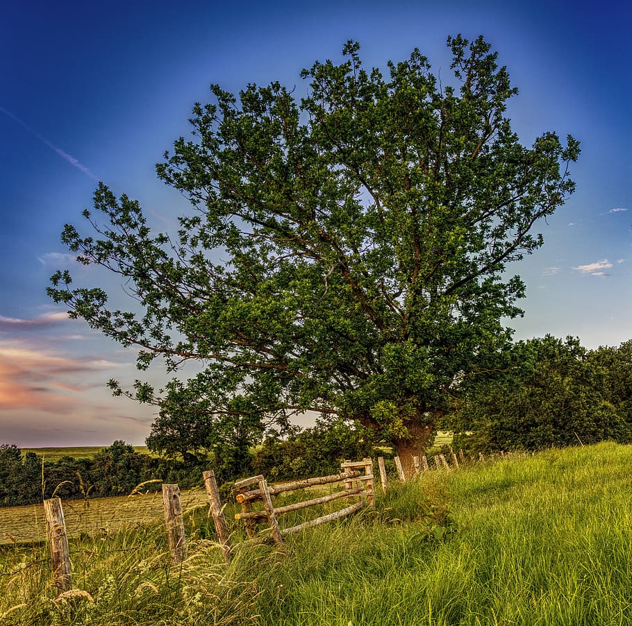 Pasture, Tree, Meadow, Nature, Landscape, rural, bavaria, fence HD wallpaper