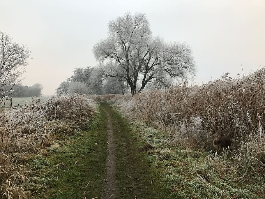 wintry, trees, hoarfrost, plant, growth, land, tranquility HD wallpaper