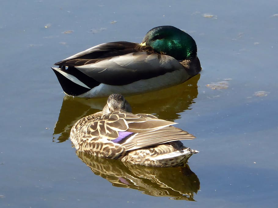 ducks, mates, pond, bird, nature, mallard Duck, animal, lake HD wallpaper