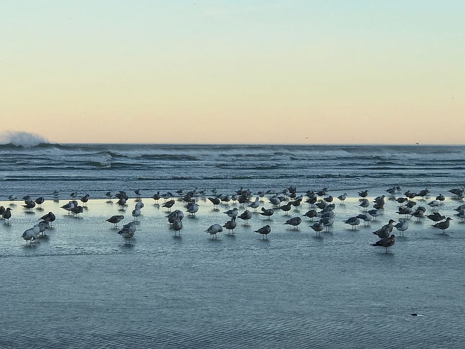 beach, seagulls, waves, sky, sand, morning, oregon coast, water HD wallpaper
